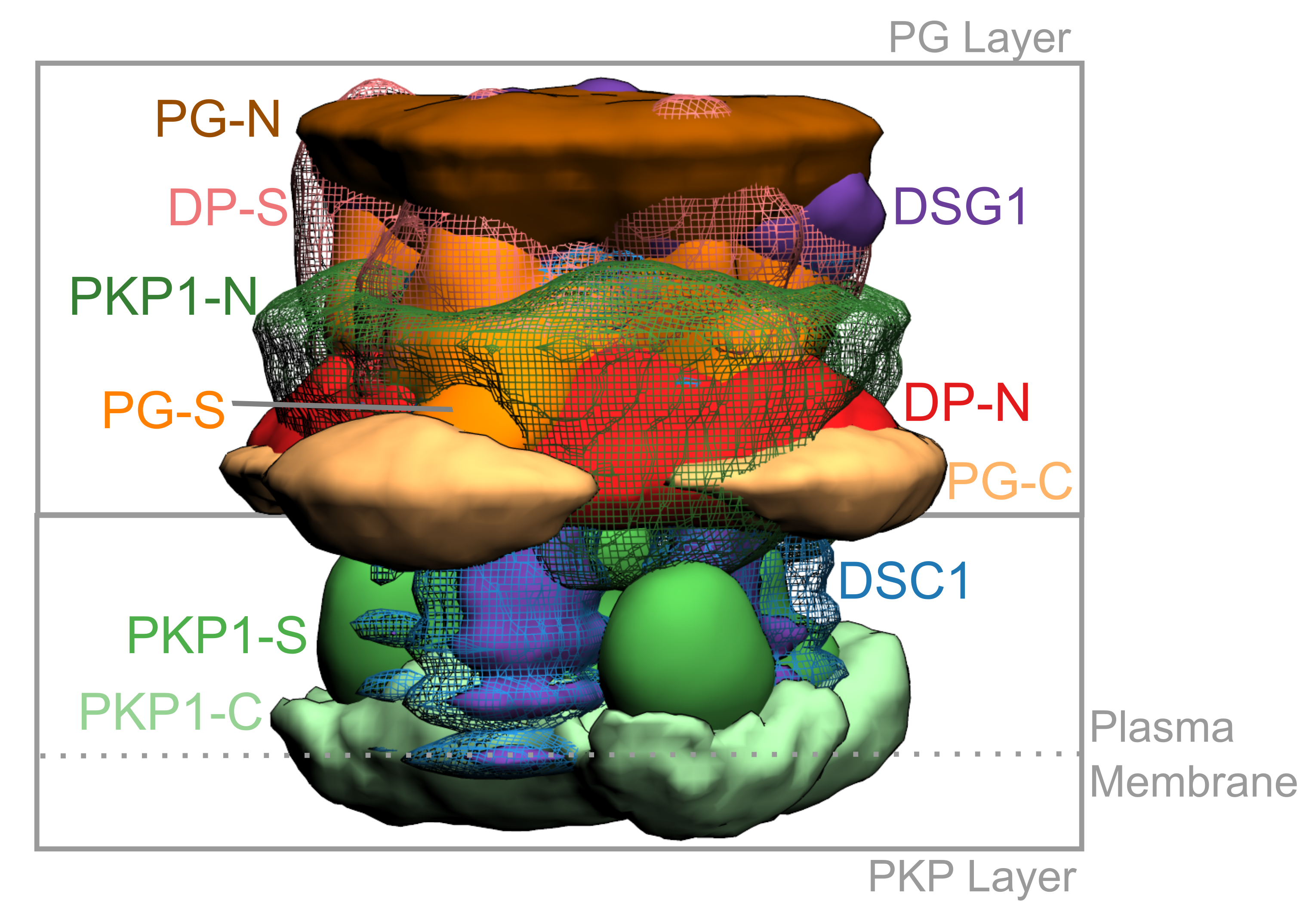 Desmosome