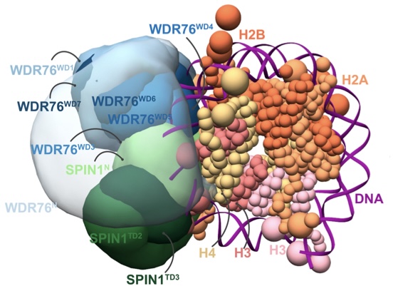 WDR76-SPIN1-Nucleosome