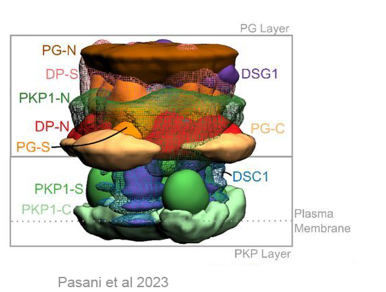 Desmosomal ODP